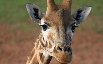 AFRICA GIRAFFA