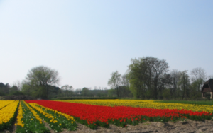 OLANDA 14